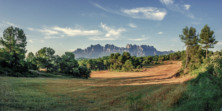 Cultivated fields